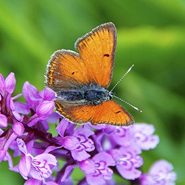 Fauna Galerie Vorschaubild